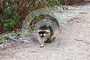 Raccoon in Stanley Park of Vancouver Canada photo