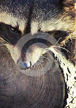 Raccoon together with his tree
