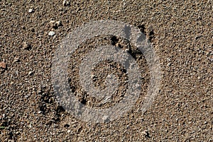 Raccoon Tracks