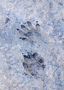 Raccoon Tracks