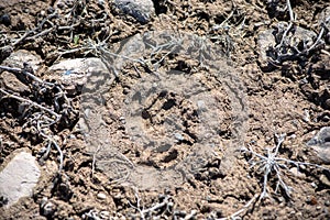 Raccoon tracks in brown mud