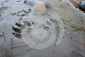 Raccoon Tracks in the Mud