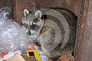 Raccoon