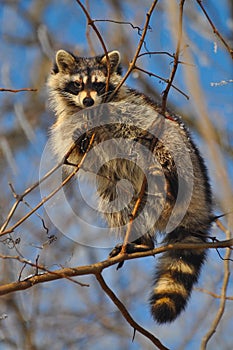 Raccoon in tree