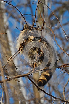 Raccoon in tree