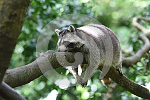 Raccoon in a tree