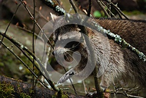 Raccoon in a tree