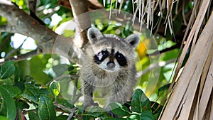 Raccoon in a tree