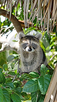 Raccoon in a tree