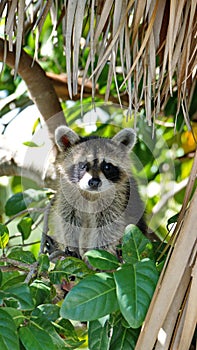 Raccoon in a tree