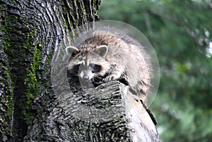 Raccoon In Tree