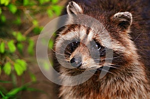 Raccoon in a tree