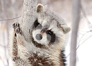 Raccoon in a tree