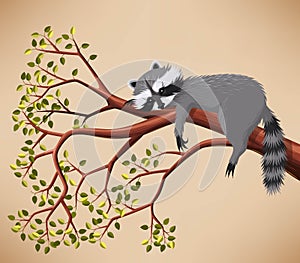 Raccoon on the tree