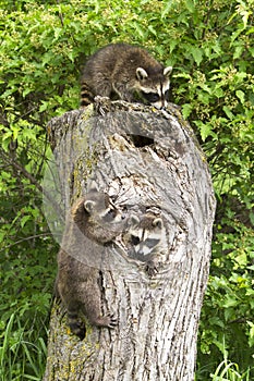 Raccoon Tree