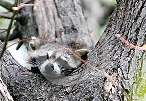 Raccoon on a tree