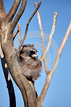 Raccoon In Tree With Blue Sky