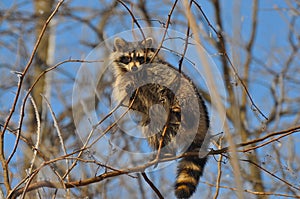 Raccoon in tree branches