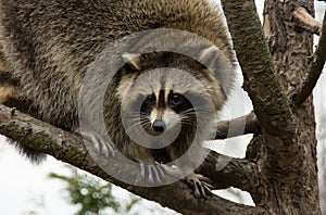 Raccoon in a tree Ontario Canada