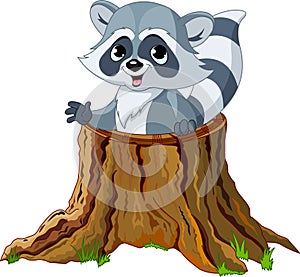 Raccoon in tree stump