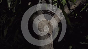 Raccoon in a tree takes the bait and eats a cracker