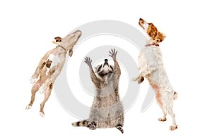 Raccoon and two dogs jumping together