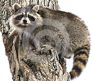 Raccoon Up a Tree Isolated