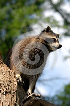 Raccoon waiting photo