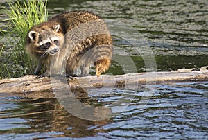 Raccoon walking a log fishing in water.