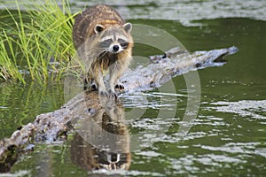 Raccoon walking a log fishing in water.