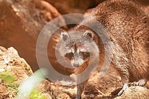 Raccoon walking out in a farm.