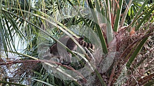 Raccoon walking on a palm tree near lake in Florida.