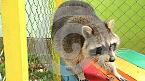Raccoon walks on the colored roof of aviary. A zoo cage grid side. captivity