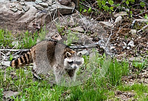 Raccoon watching movement