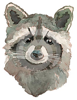 The raccoon watercolor portrait