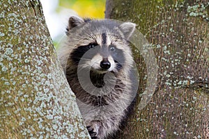 Raccoon Wedged Between Tree Trunks