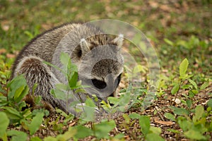 Raccoon on the wild
