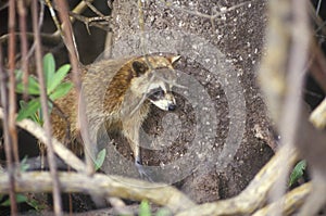 Raccoon in Wild, Everglades National Park, 10,000 Islands, FL
