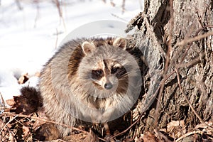 Raccoon in winter