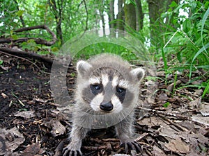 Raccoon in the Woods