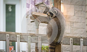 Raccoon (Procyon lotor) on a bird feeder, eastern Ontario. Masked mammal looks for and finds an easy meal.