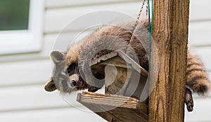 Raccoon (Procyon lotor) on a bird feeder, eastern Ontario. Masked mammal looks for and finds an easy meal.