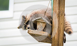 Raccoon (Procyon lotor) on a bird feeder, eastern Ontario. Masked mammal looks for and finds an easy meal.