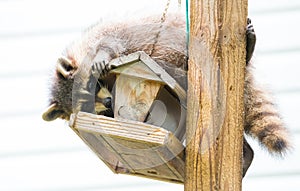 Raccoon - Procyon lotor, on a bird feeder, eastern Ontario. Masked mammal looks for and finds an easy meal.