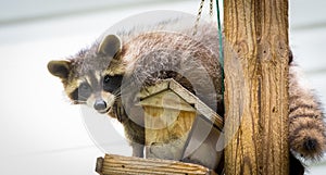 Raccoon (Procyon lotor); in the woods at a feeder. eastern Ontario. Masked mammal looks for and finds an easy mealP.