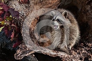 Raccoon (Procyon lotor) Looks Left and Cries photo