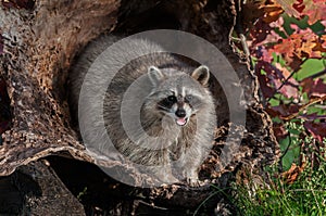 Raccoon (Procyon lotor) Looks Out and Cries photo