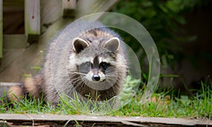 Raccoon (Procyon lotor) in the woods at a feeder.
