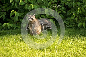 Raccoon with youngsters ready