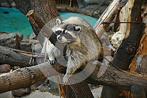 Raccoon in Zoo